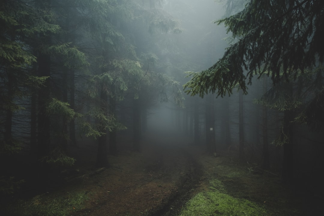Chemin dans une forêt brumeuse, ambiance calme — photo Marek Szturc / Unsplash
